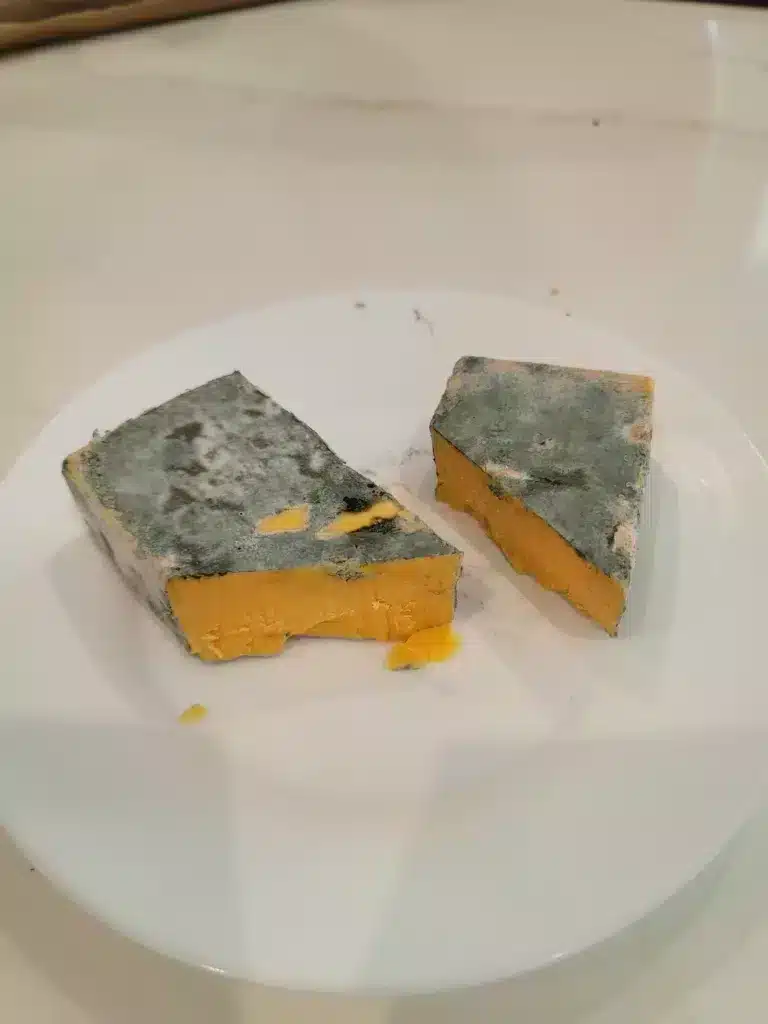 cheddar cheese with mold